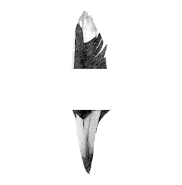 Squawking Magpie